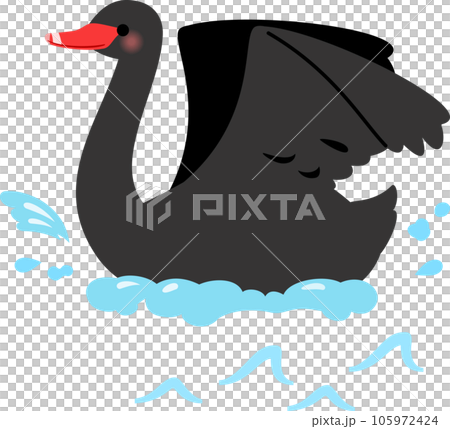 水面で羽ばたく黒鳥 105972424