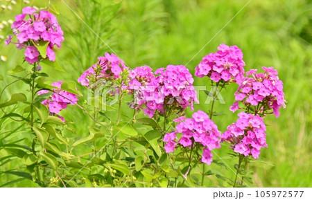 花魁草の花の 105972577