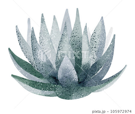 Green aloe vera plant, watercolor illustration, hand drawn, botanical painting on isolated white background 105972974