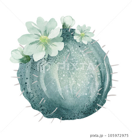 Watercolor cactus banners isolated on white background. Floral illustration for your projects, greeting cards and invitations. 105972975