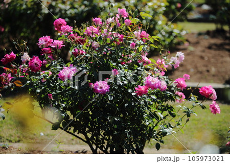 荒尾市　おもやい市民花壇　バラの花、 105973021