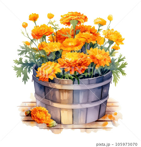 Colorful yellow Marigolds flowers bouquet in bushel basket watercolor clipart on Transparent Background. 105973070