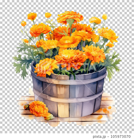 Colorful yellow Marigolds flowers bouquet in bushel basket watercolor clipart on Transparent Background. 105973070
