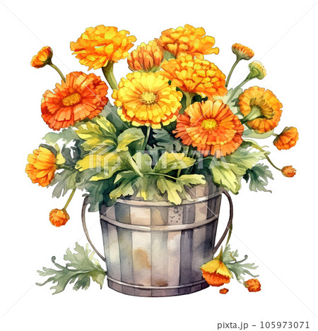 Colorful yellow Marigolds flowers bouquet in bushel basket watercolor clipart on Transparent Background. 105973071