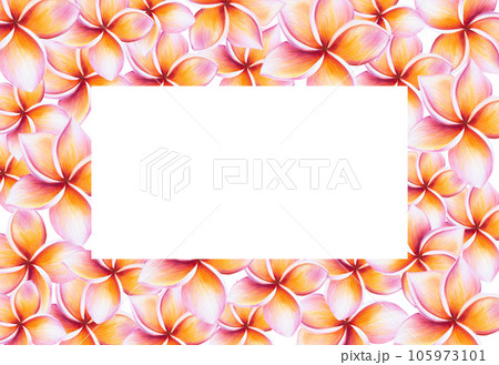 Watercolor frame with realistic tropical illustration of plumeria flowers with leaves isolated on white background. Beautiful botanical hand painted frangipani clip art. For designers, spa decoration, 105973101