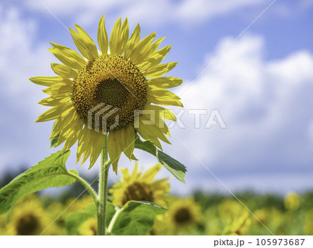 Himawari side view - Stock Photo [105973687] - PIXTA