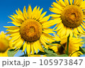 青空とひまわり 105973847