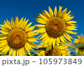 青空とひまわり 105973849