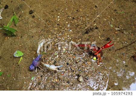 鳩山町愛郷の里の水路に生息している普通のザリガニとハサミが白く体が青い珍しいザリガニの闘い 鳩山町愛郷の里の水路に生息している普通のザリガニとハサミが白く体が青い珍しいザリガニの闘い 105974293