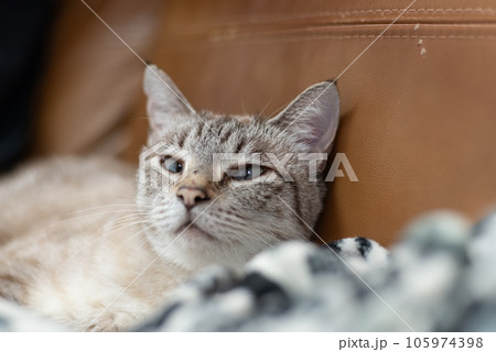 くつろぐ猫 シャムトラ くつろぐ猫 シャムトラ 105974398