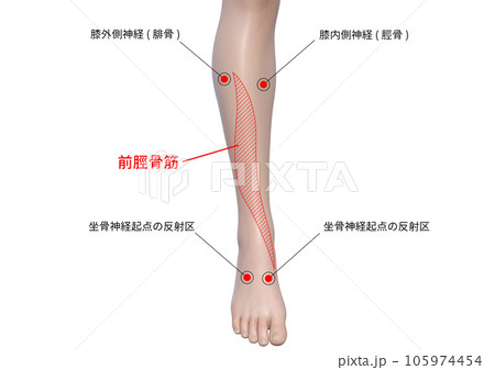 足の脛のツボのイラスト 足の脛のツボのイラスト 105974454