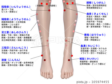 足の脛のツボのイラストのイラスト素材 [105974455] - PIXTA