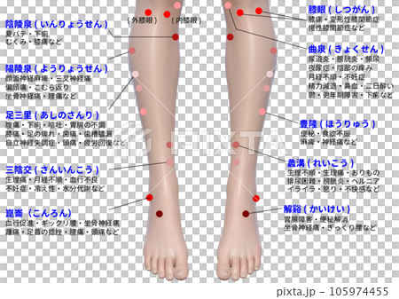 Illustration of acupuncture points on the shin of the foot 105974455
