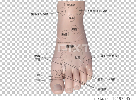 Illustration of acupressure points on the top of the foot Illustration of acupressure points on the top of the foot 105974456