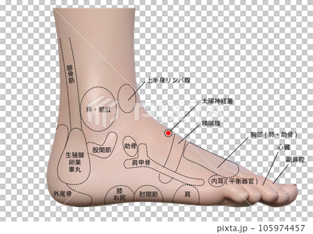 足の側面外くるぶし側のツボを解説したイラスト 105974457