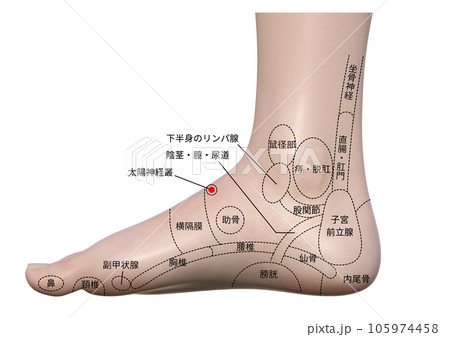 足の側面内側のツボを解説したイラストのイラスト素材 [105974458] - PIXTA