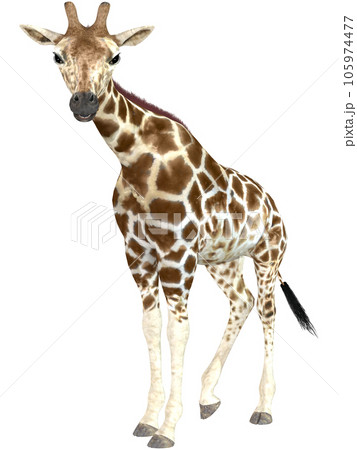 キリン☆Giraffe 105974477