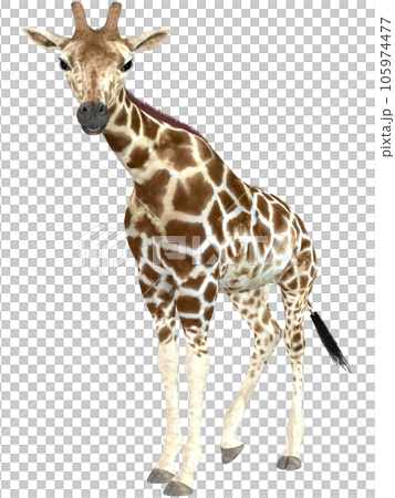 キリン☆Giraffe 105974477