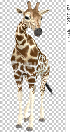 キリン☆Giraffe 105974478
