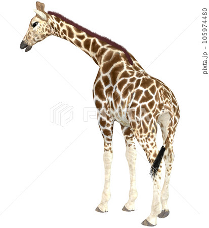 キリン☆Giraffe 105974480