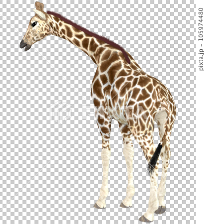 キリン☆Giraffe 105974480
