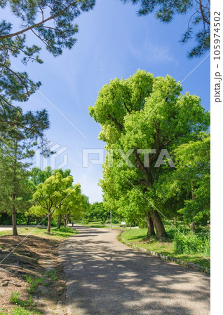 新緑に包まれた公園の風景 大阪府豊中市服部緑地公園にて 新緑に包まれた公園の風景 大阪府豊中市服部緑地公園にて 105974502