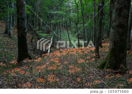 オオキツネノカミソリ群生地　愛知県豊田市 105975660