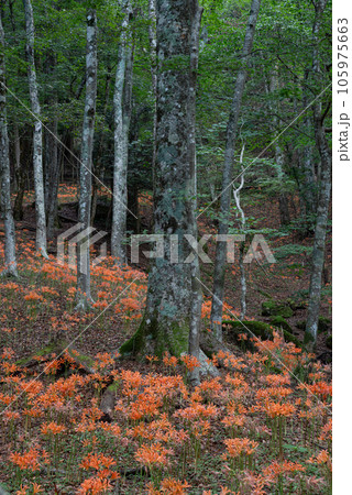 オオキツネノカミソリ群生地　愛知県豊田市 105975663