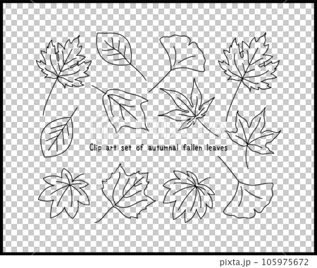 Line drawing illustration set of fallen leaves with autumn leaves Ginkgo, maple, oak, maple leaf, platanus, maple 105975672