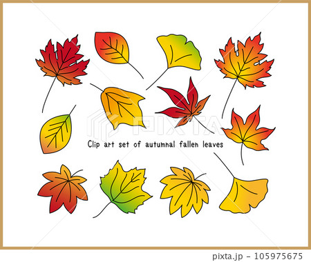紅葉した落ち葉のカラフルなイラストセット イチョウ・楓・樫・メイプルリーフ・プラタナス・モミジ 105975675