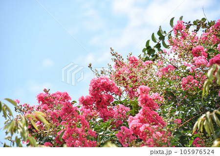 サルスベリ（百日紅） 105976524