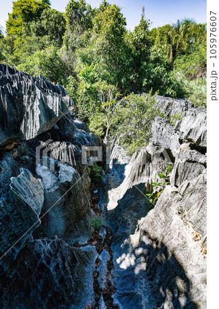 Petit Tsingy de Bemaraha, Madagascar wilderness landscape 105976607