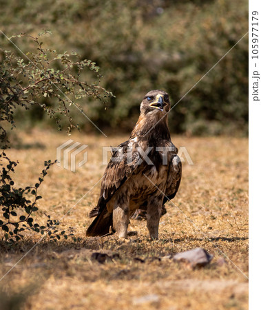 tawny eagle or Aquila rapax closeup or portrait in natural green background with his eyelids shut in morning light during winter migration at desert national park jaisalmer rajasthan india asia 105977179