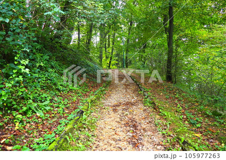 Banja Koviljaca, Loznica, Serbia. Mount Guchevo, park and forest, forest terraces. Withered leaves in September. Paths and paths for hiking. Calm ecological rest for recovery. Mixed European forest. 105977263