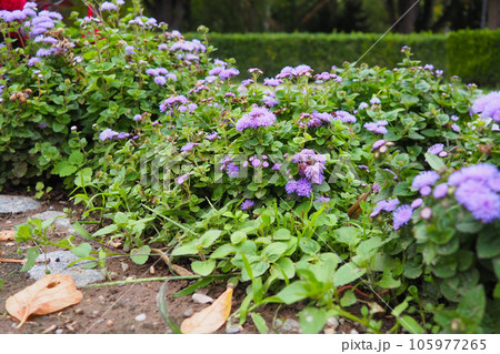 Ageratum - genus flowering annuals and perennials from family Asteraceae. Violet flowers in summer garden. Purple flowers of ageratum. Ageratum blooming. Close-up in sunny weather. Pussy foot. 105977265