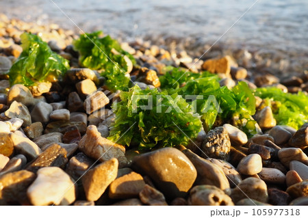 Ulva, a genus of marine green algae of the Ulvaceae family. Many species are edible sea lettuce. Algae are thrown onto the pebbles by a wave. Montenegro, Adriatic sea, Mediterranean. Bay of Kotor 105977318