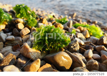 Ulva, a genus of marine green algae of the Ulvaceae family. Many species are edible sea lettuce. Algae are thrown onto the pebbles by a wave. Montenegro, Adriatic sea, Mediterranean. Bay of Kotor 105977320
