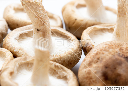 椎茸(生しいたけ)。(白バック) 105977382
