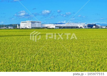 北海道当別町 ロイズタウン　チョコレート工場の風景 105977555