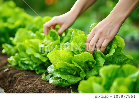 A woman plucks cabbage from the soil A woman plucks cabbage from the soil 105977961