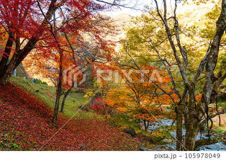 宇甘渓　紅葉と宇甘川1　岡山県加賀郡吉備中央町 105978049
