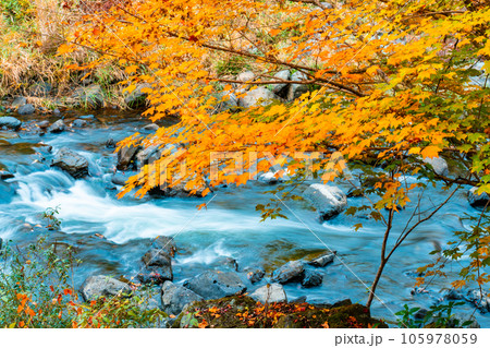 宇甘渓　紅葉と宇甘川9　岡山県加賀郡吉備中央町 105978059