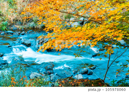 宇甘渓　紅葉と宇甘川10　岡山県加賀郡吉備中央町 105978060