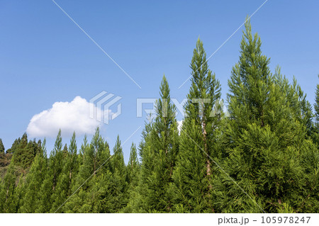 杉　緑　里山 105978247