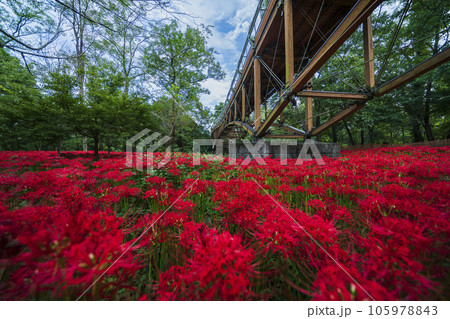 巾着田曼珠沙華公園　彼岸花畑とあいあい橋【埼玉県・日高市】 105978843