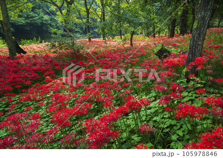 彼岸花の群生地 巾着田曼珠沙華公園の風景【埼玉県・日高市】 彼岸花の群生地 巾着田曼珠沙華公園の風景【埼玉県・日高市】 105978846
