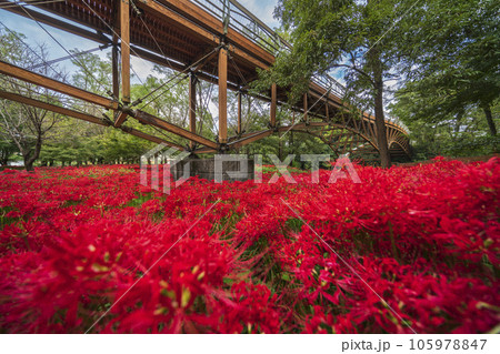 巾着田曼珠沙華公園　彼岸花畑とあいあい橋【埼玉県・日高市】 105978847