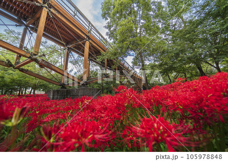 巾着田曼珠沙華公園　彼岸花畑とあいあい橋【埼玉県・日高市】 105978848