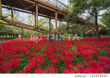 巾着田曼珠沙華公園　彼岸花畑とあいあい橋【埼玉県・日高市】 105978849