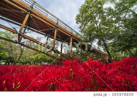 巾着田曼珠沙華公園　彼岸花畑とあいあい橋【埼玉県・日高市】 105978850